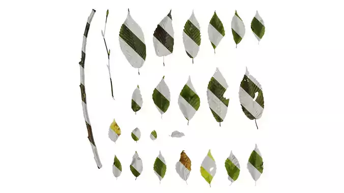 Anydrafts Carpinus tschonoskii Leaf 02