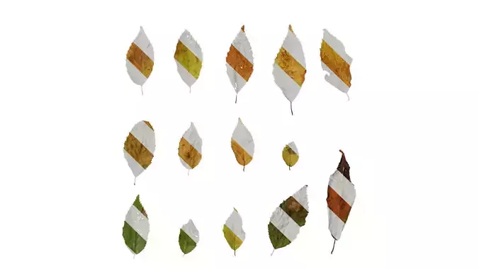 Anydrafts Carpinus tschonoskii Leaf 03