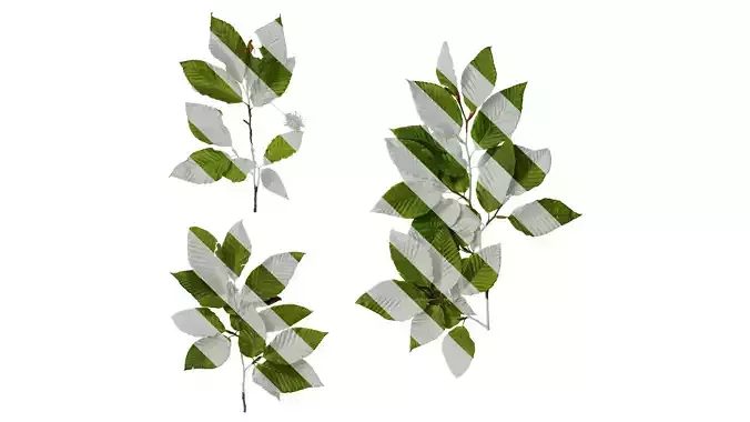 Anydrafts Carpinus turczaninowii Atlas 01