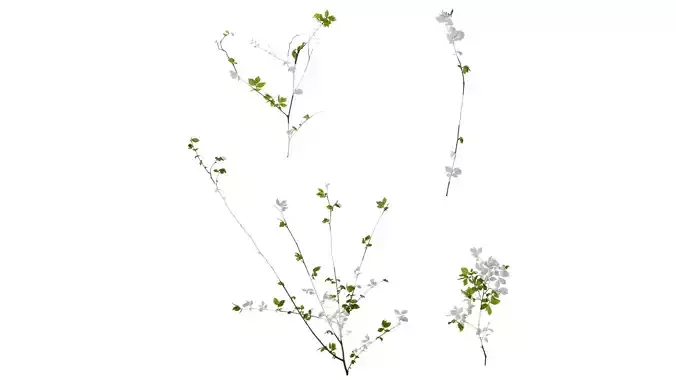 Anydrafts Carpinus turczaninowii Atlas 02