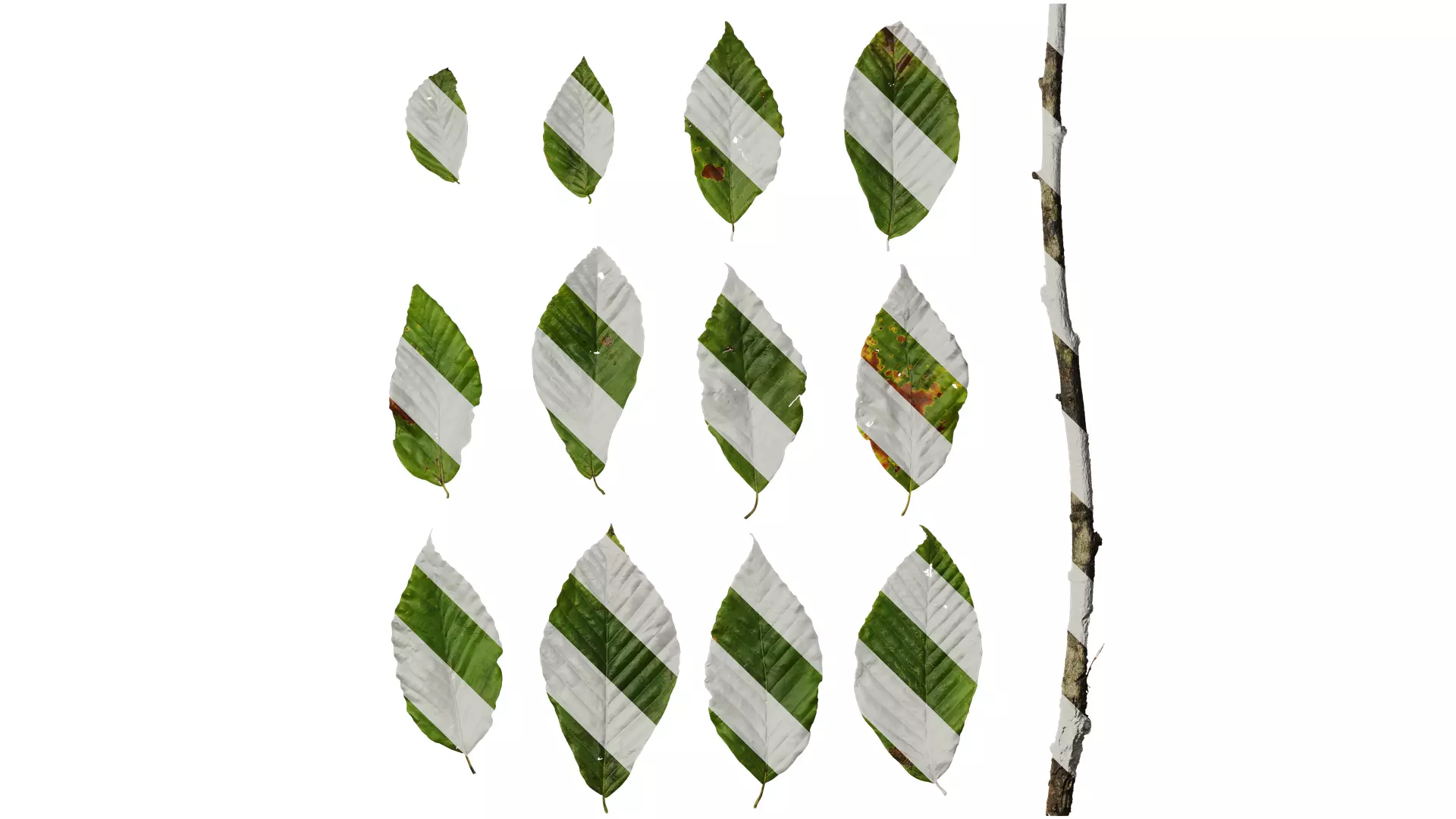 Anydrafts Carpinus turczaninowii Leaf 01 Texture