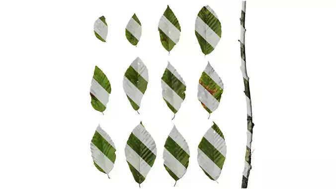 Anydrafts Carpinus turczaninowii Leaf 01