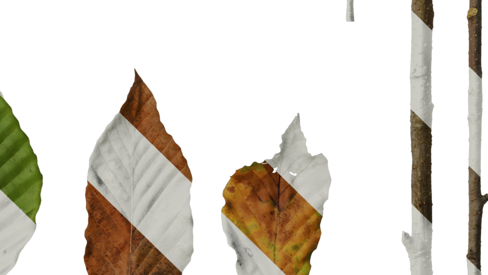 Anydrafts Carpinus turczaninowii Leaf 02 Texture_4