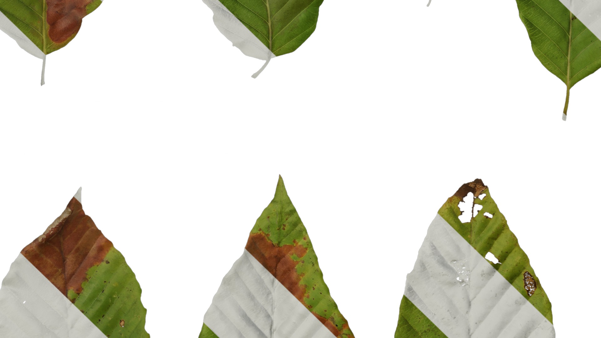 Anydrafts Carpinus turczaninowii Leaf 02 Texture_5