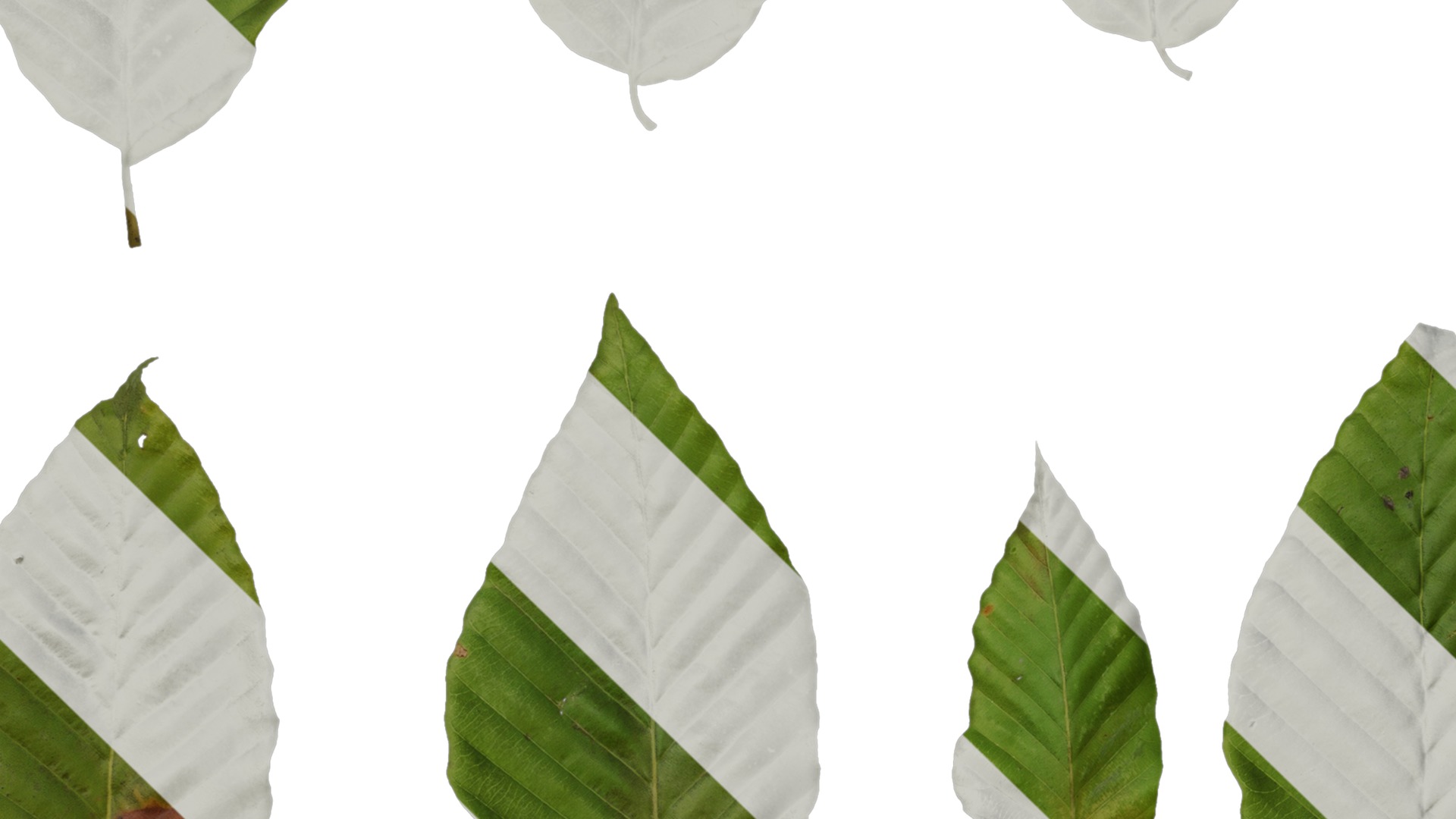 Anydrafts Carpinus turczaninowii Leaf 02 Texture_3