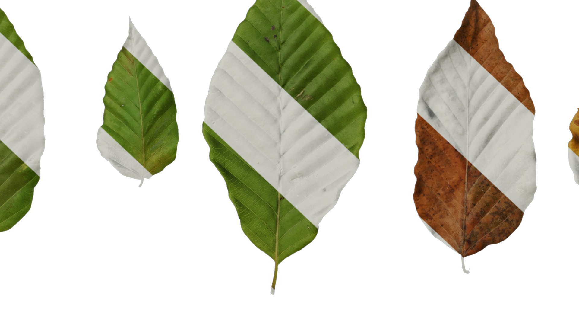 Anydrafts Carpinus turczaninowii Leaf 02 Texture_7