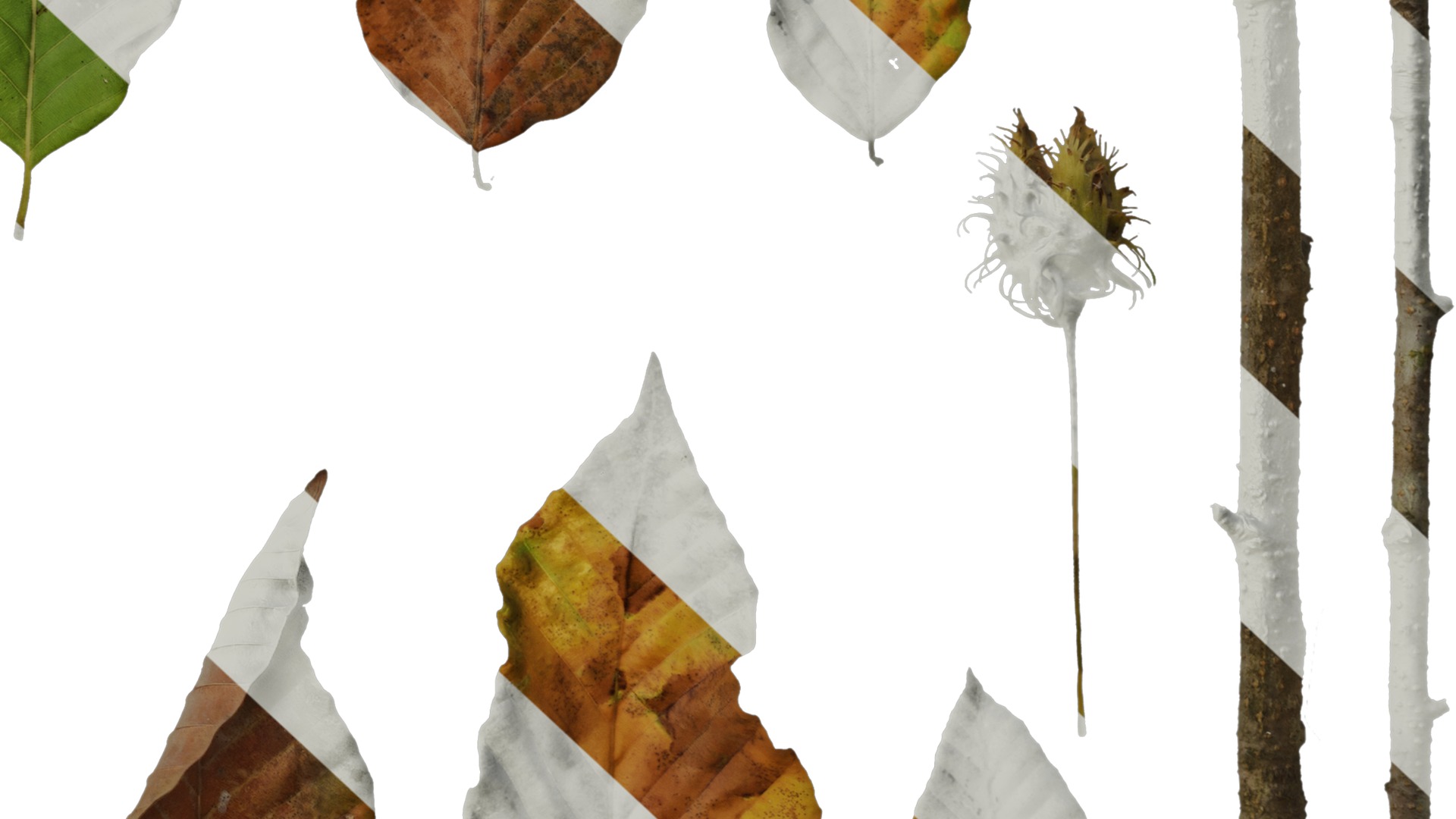 Anydrafts Carpinus turczaninowii Leaf 02 Texture_6