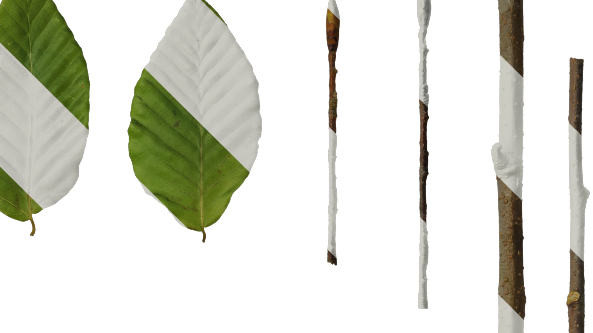 Anydrafts Carpinus turczaninowii Leaf 02 Texture_2