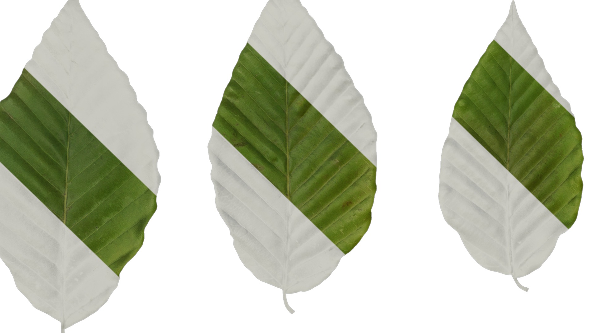 Anydrafts Carpinus turczaninowii Leaf 02 Texture_1