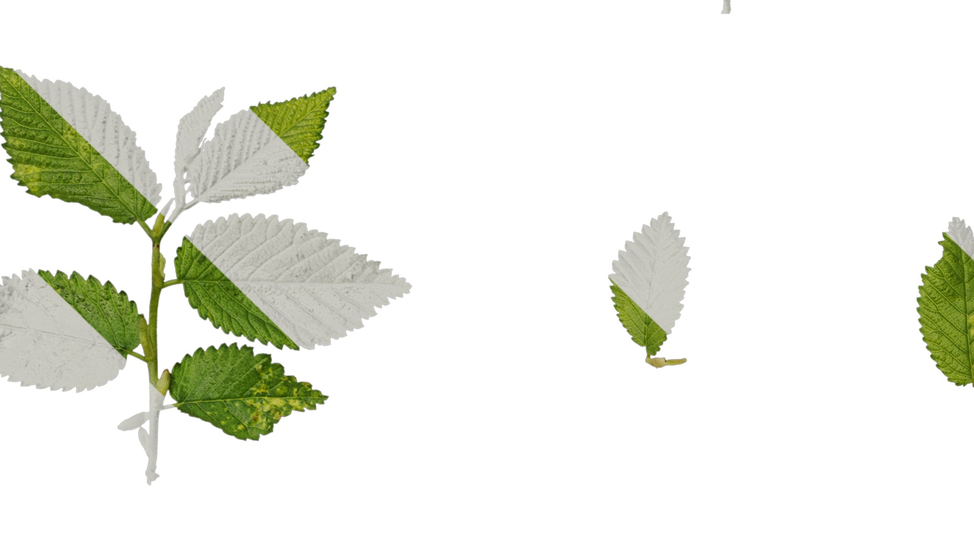 Anydrafts Carpinus turczaninowii Leaf 03 Texture_3