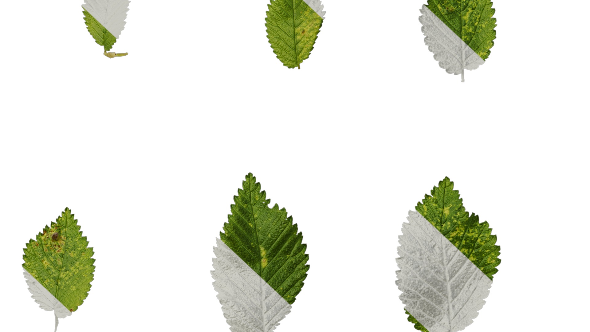 Anydrafts Carpinus turczaninowii Leaf 03 Texture_7