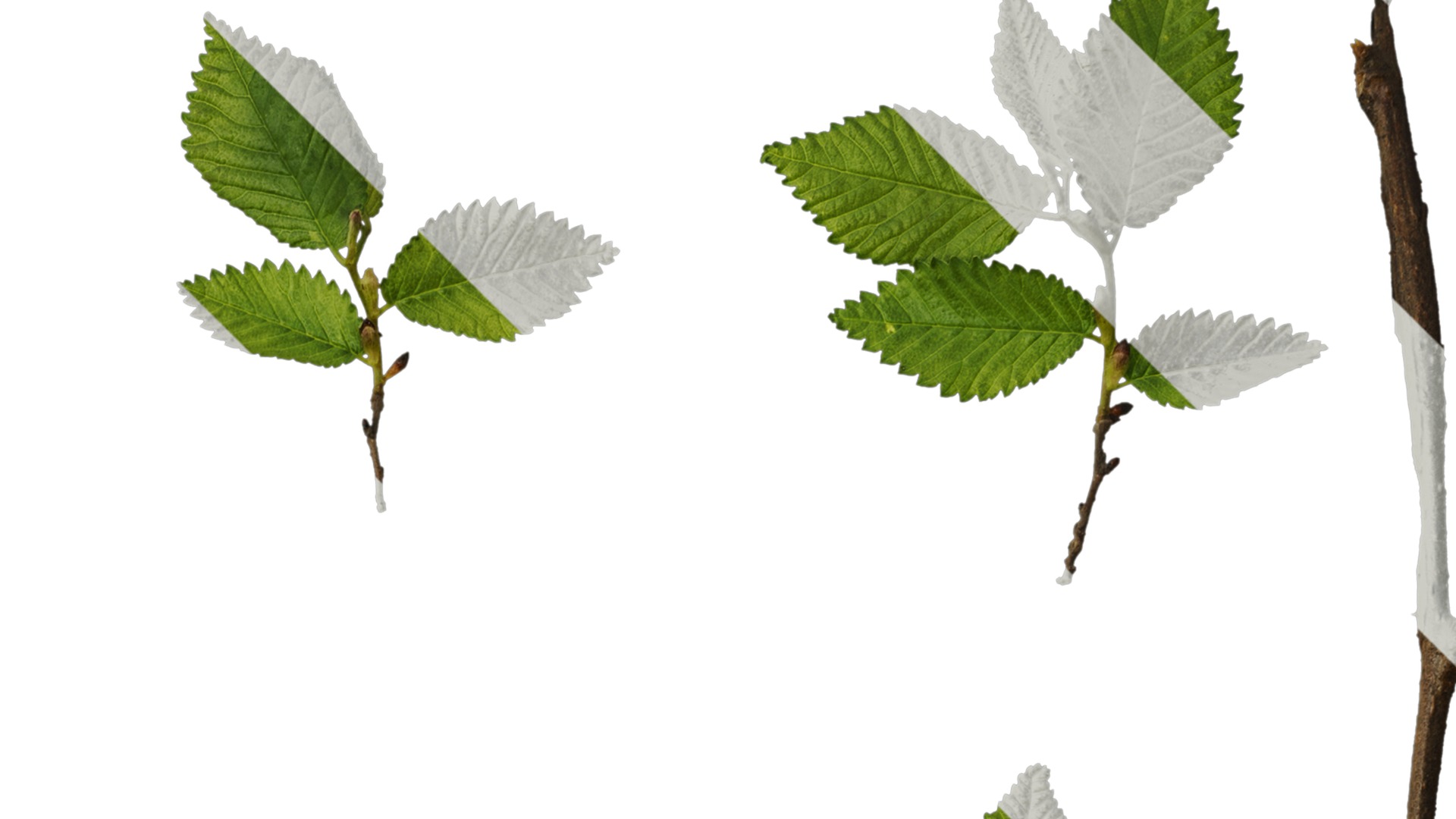 Anydrafts Carpinus turczaninowii Leaf 03 Texture_2