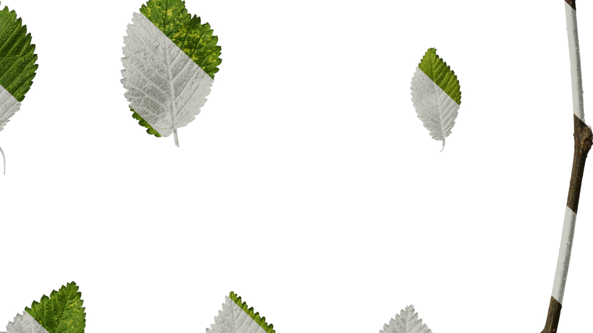 Anydrafts Carpinus turczaninowii Leaf 03 Texture_6