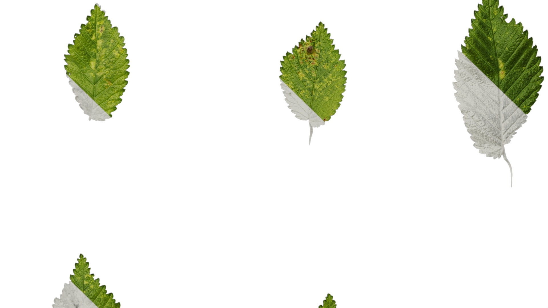 Anydrafts Carpinus turczaninowii Leaf 03 Texture_5