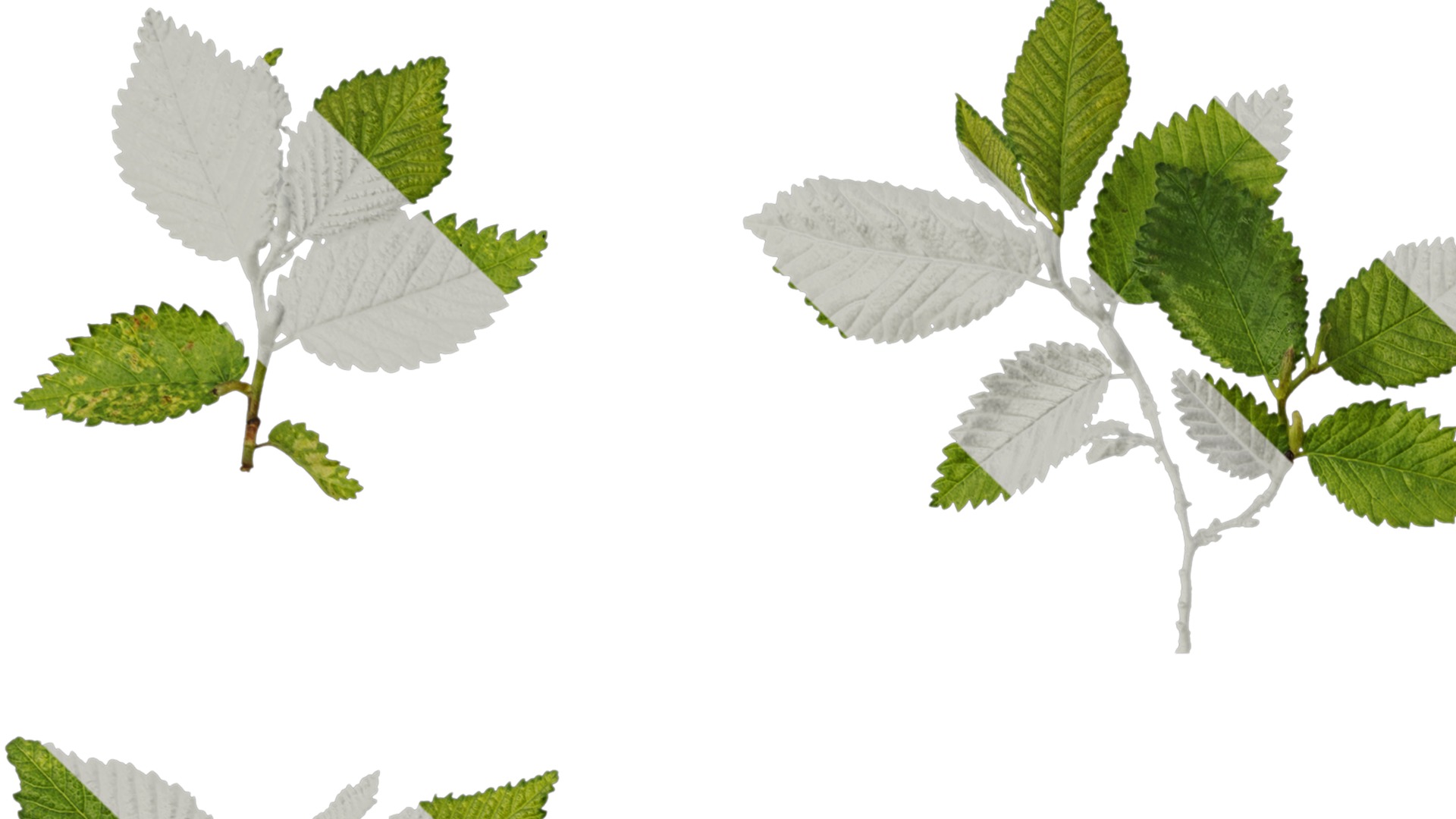 Anydrafts Carpinus turczaninowii Leaf 03 Texture_1