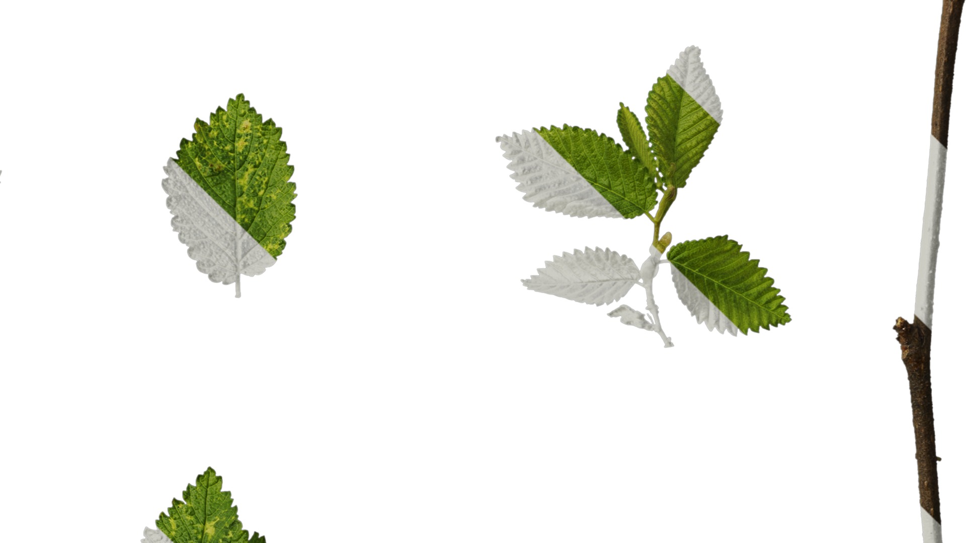 Anydrafts Carpinus turczaninowii Leaf 03 Texture_4