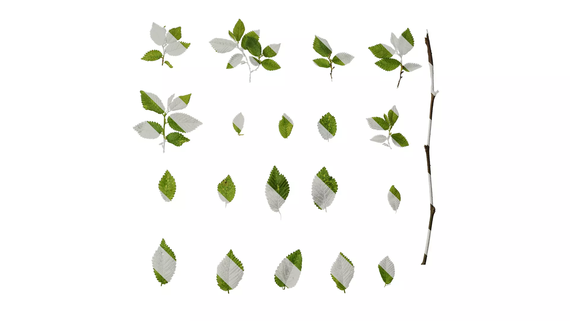 Anydrafts Carpinus turczaninowii Leaf 03 Texture_0