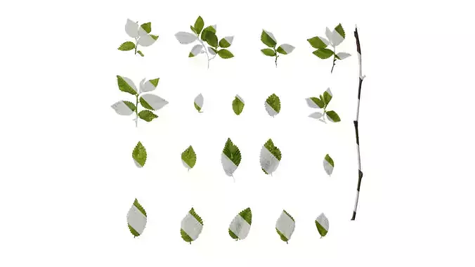 Anydrafts Carpinus turczaninowii Leaf 03