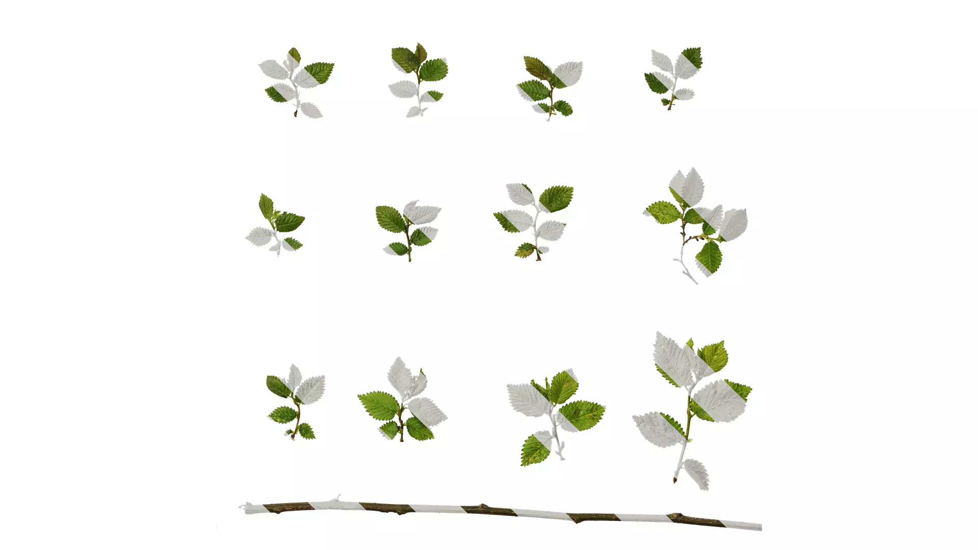 Anydrafts Carpinus turczaninowii Leaf 04 Texture