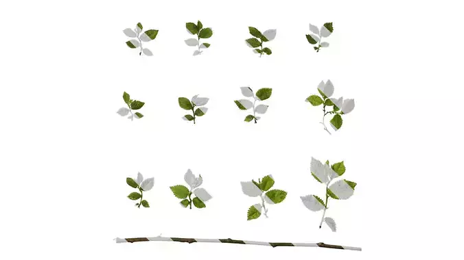 Anydrafts Carpinus turczaninowii Leaf 04