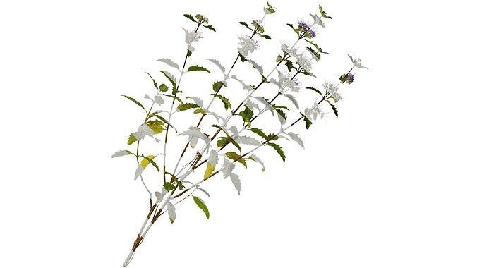 Anydrafts Caryopteris x clandonensis Atlas 02 Texture