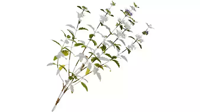 Anydrafts Caryopteris x clandonensis Atlas 02