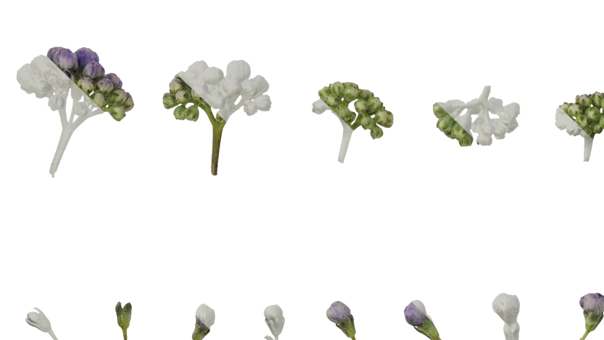 Anydrafts Caryopteris x clandonensis Flower 01 Texture_5