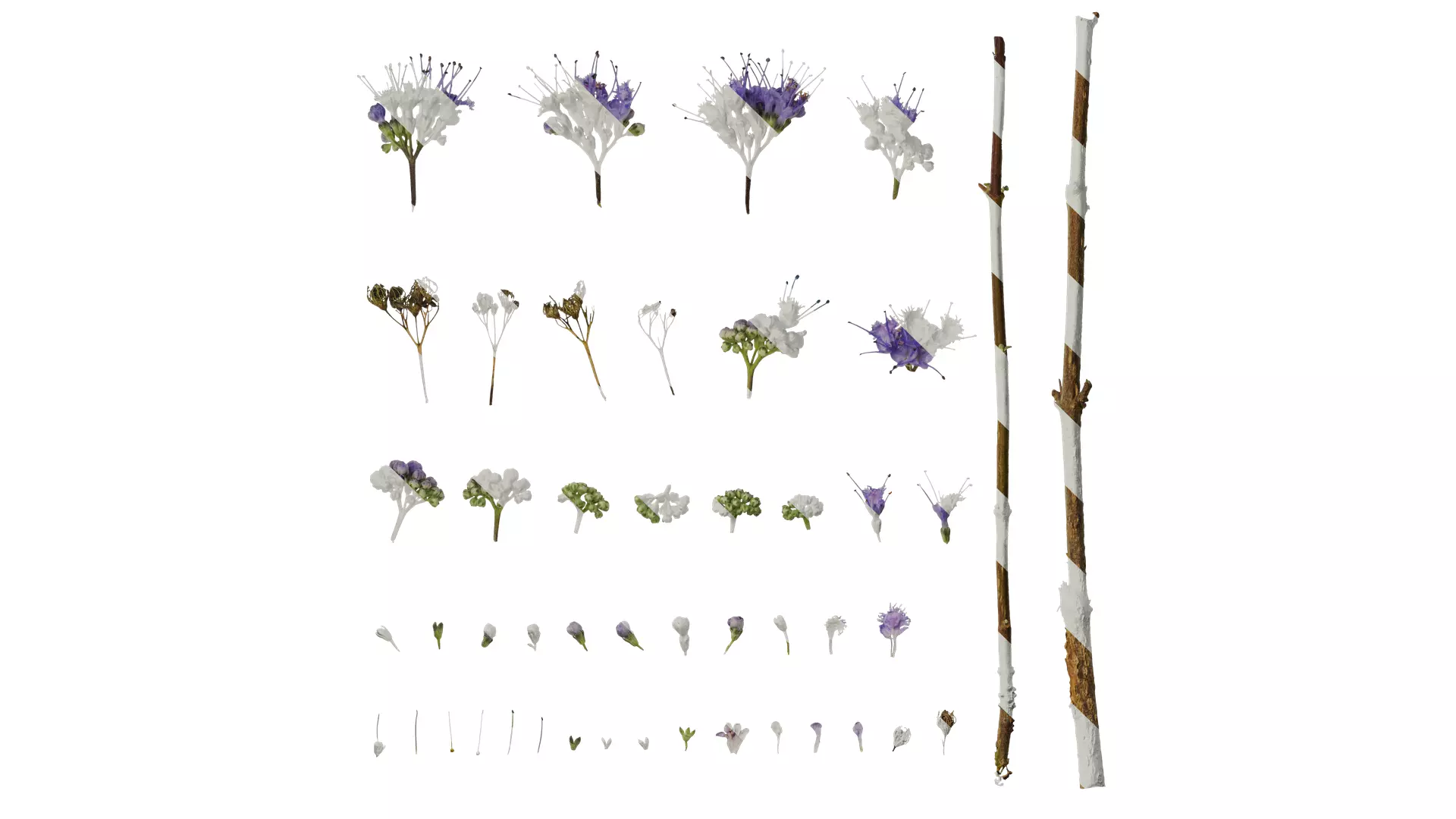 Anydrafts Caryopteris x clandonensis Flower 01 Texture_0