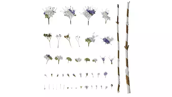 Anydrafts Caryopteris x clandonensis Flower 01