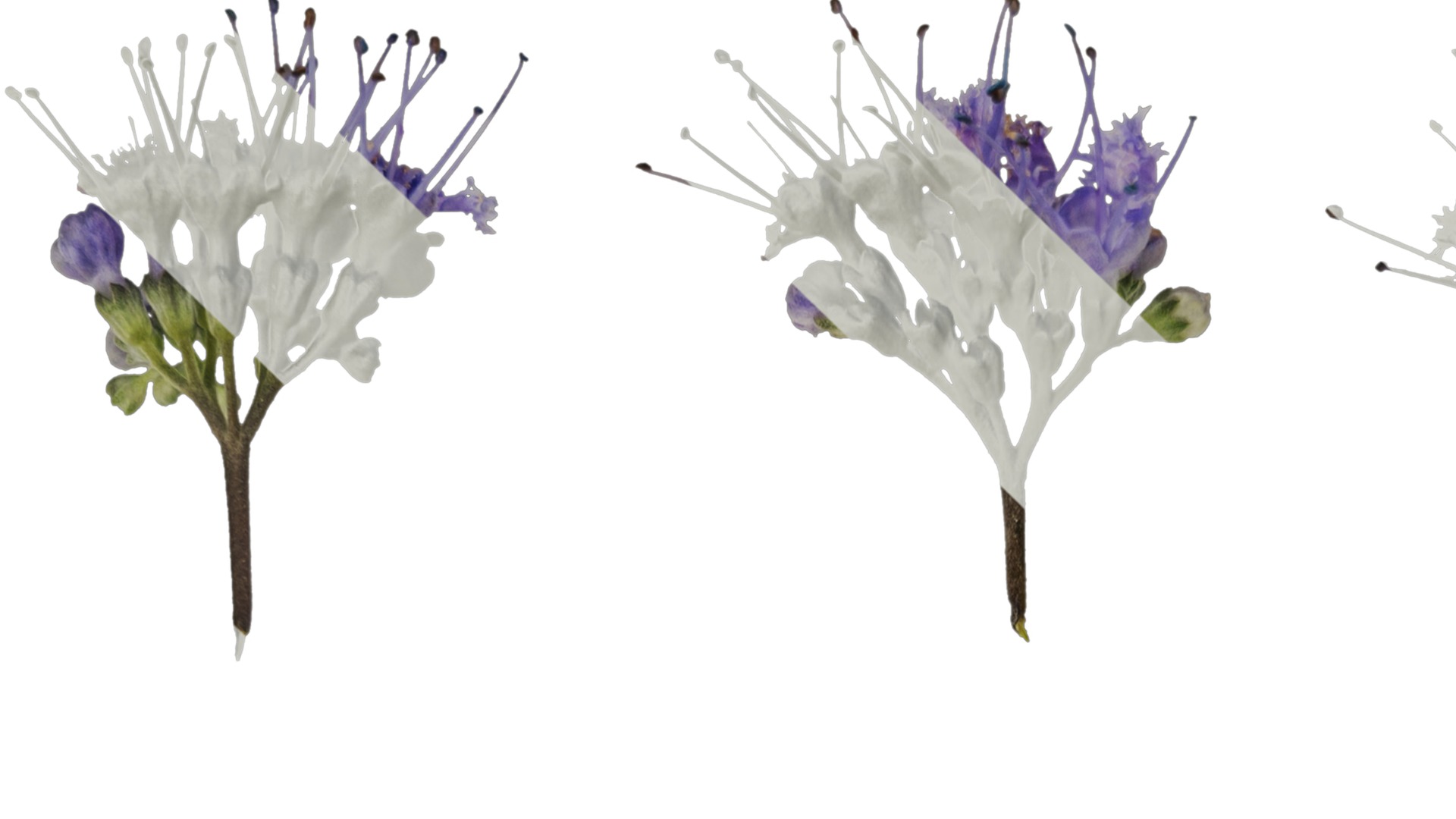 Anydrafts Caryopteris x clandonensis Flower 01 Texture_1