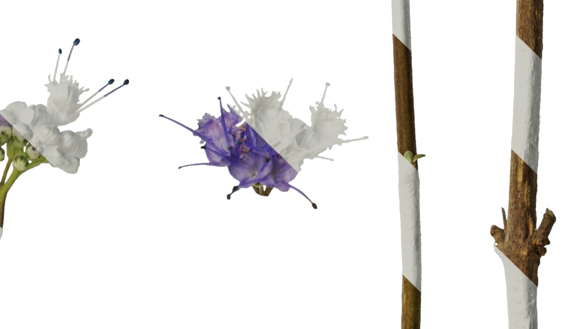 Anydrafts Caryopteris x clandonensis Flower 01 Texture_4