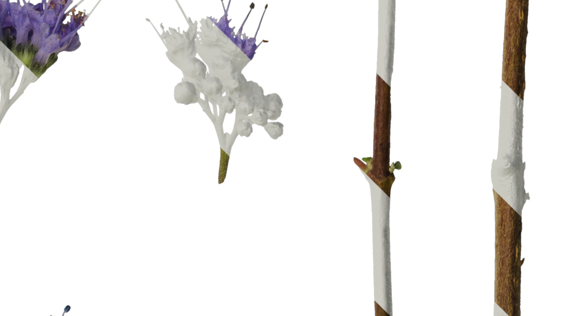 Anydrafts Caryopteris x clandonensis Flower 01 Texture_2