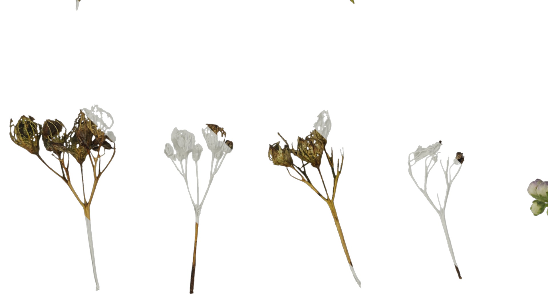 Anydrafts Caryopteris x clandonensis Flower 01 Texture_3