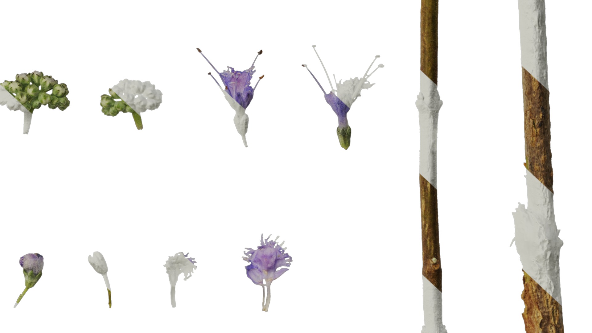 Anydrafts Caryopteris x clandonensis Flower 01 Texture_6