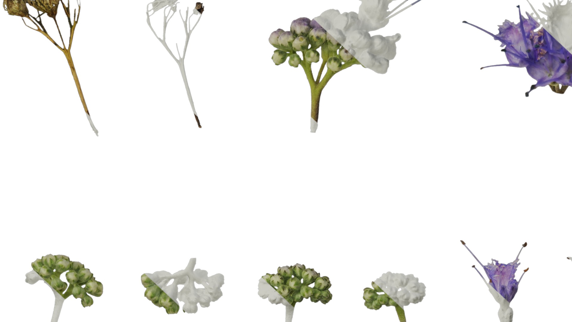 Anydrafts Caryopteris x clandonensis Flower 01 Texture_7