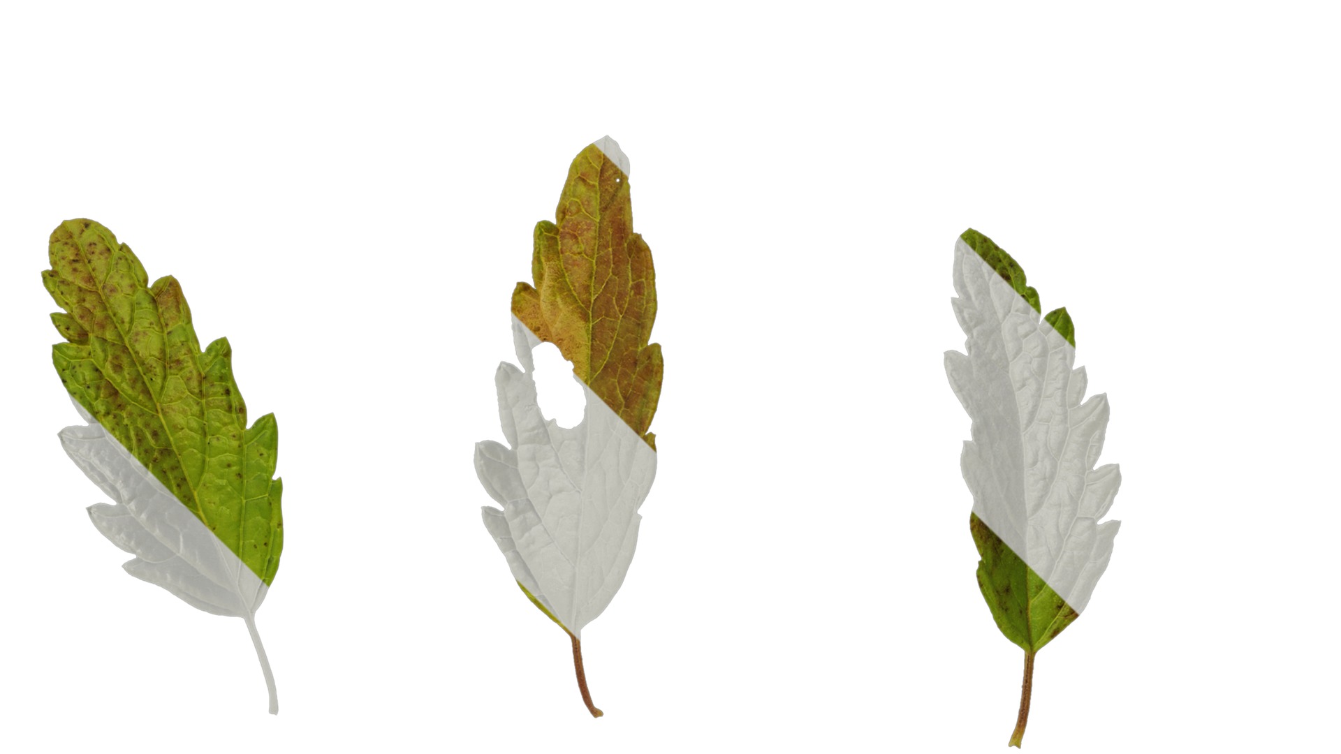 Anydrafts Caryopteris x clandonensis Leaf 01 Texture_3