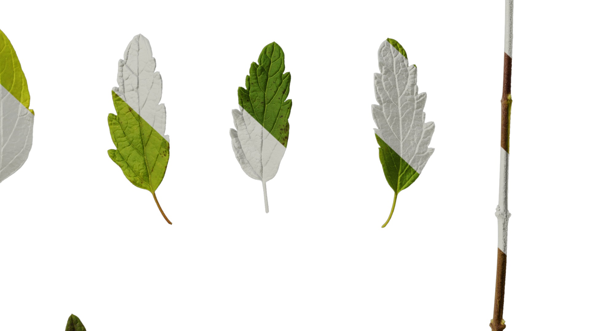 Anydrafts Caryopteris x clandonensis Leaf 01 Texture_6