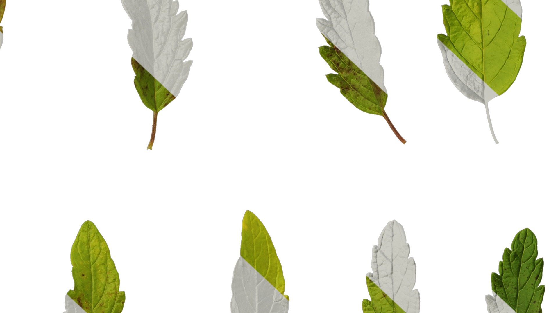 Anydrafts Caryopteris x clandonensis Leaf 01 Texture_7