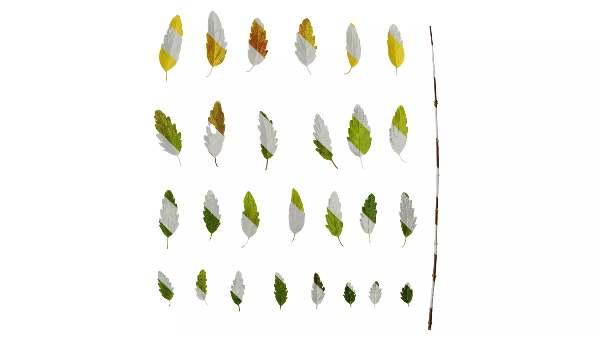 Anydrafts Caryopteris x clandonensis Leaf 01 Texture_0