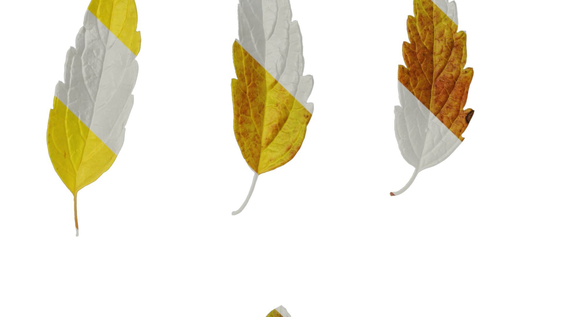 Anydrafts Caryopteris x clandonensis Leaf 01 Texture_1