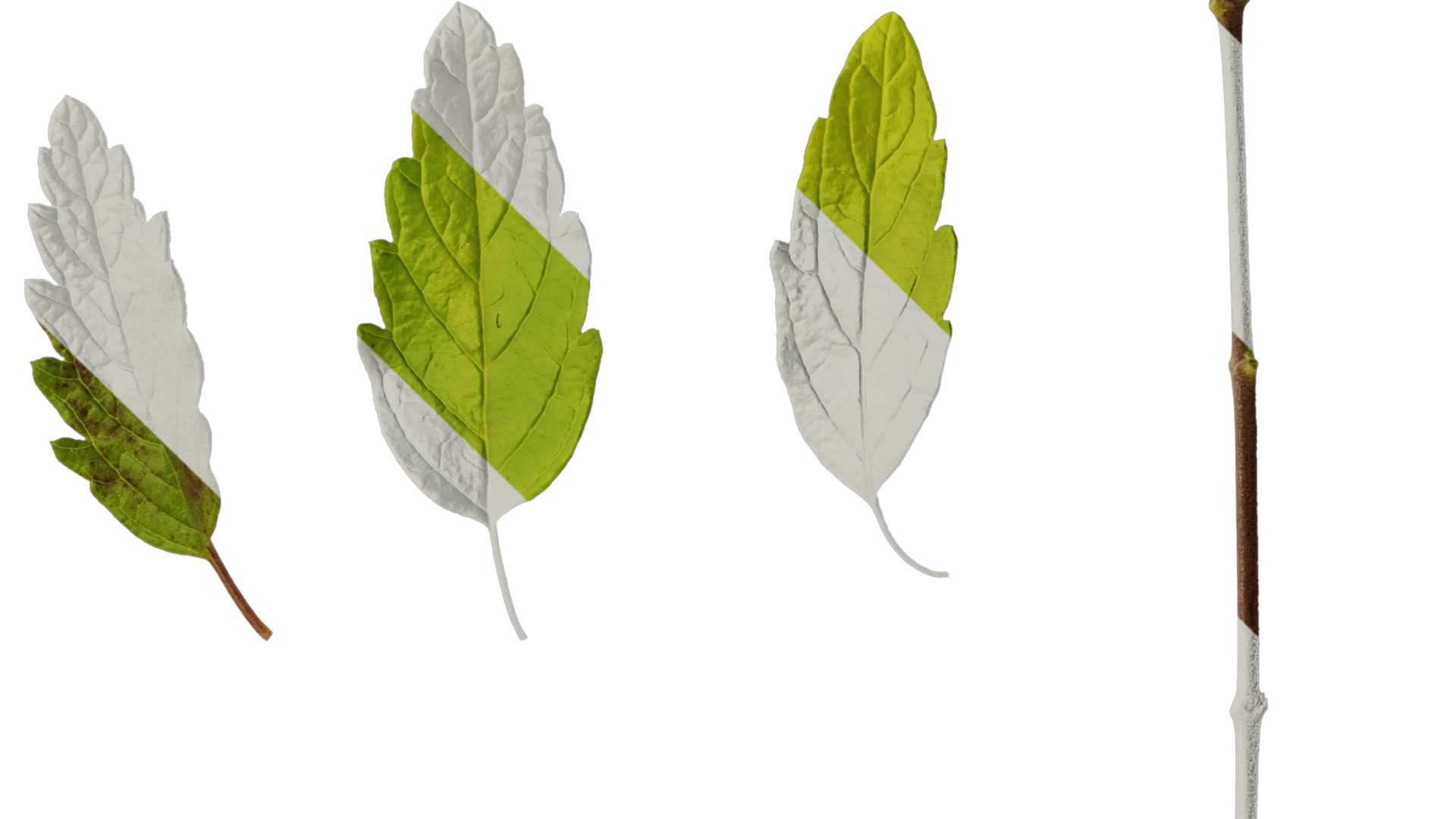 Anydrafts Caryopteris x clandonensis Leaf 01 Texture_4