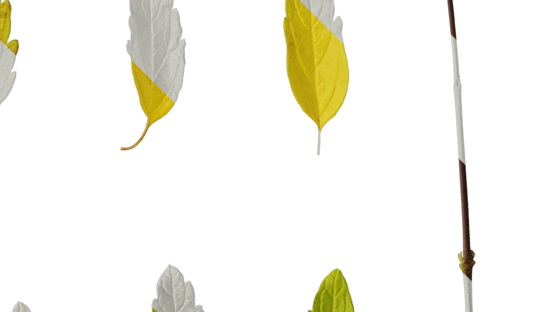 Anydrafts Caryopteris x clandonensis Leaf 01 Texture_2