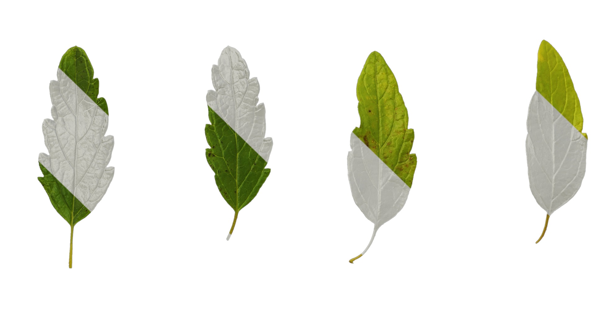 Anydrafts Caryopteris x clandonensis Leaf 01 Texture_5