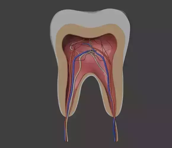 3D Dental Model of Teeth