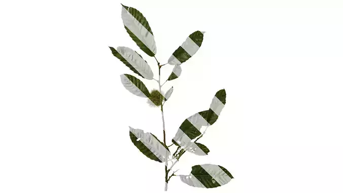 Anydrafts Castanea mollissima Atlas 02