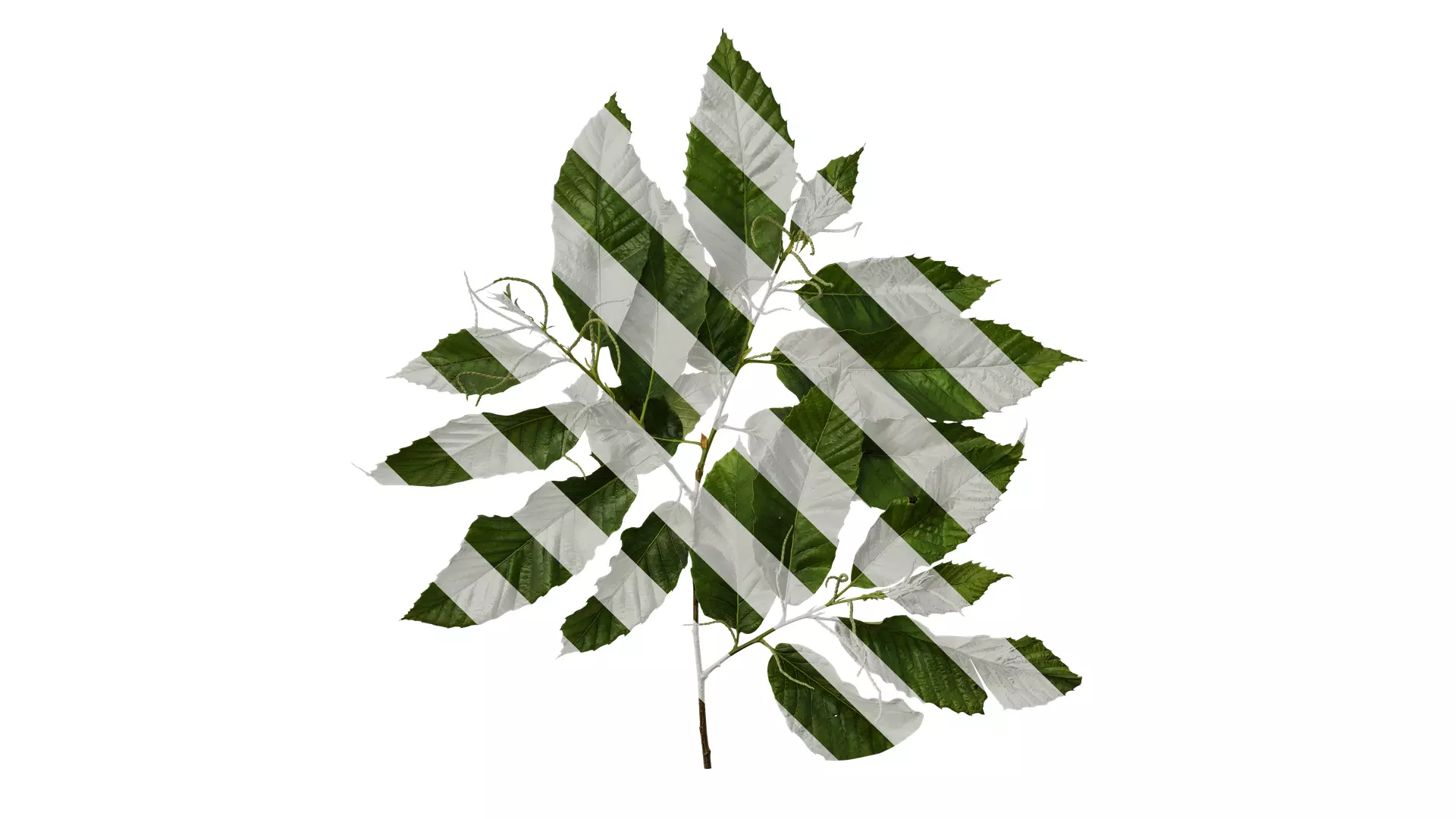 Anydrafts Castanea mollissima Atlas 06 Texture_0