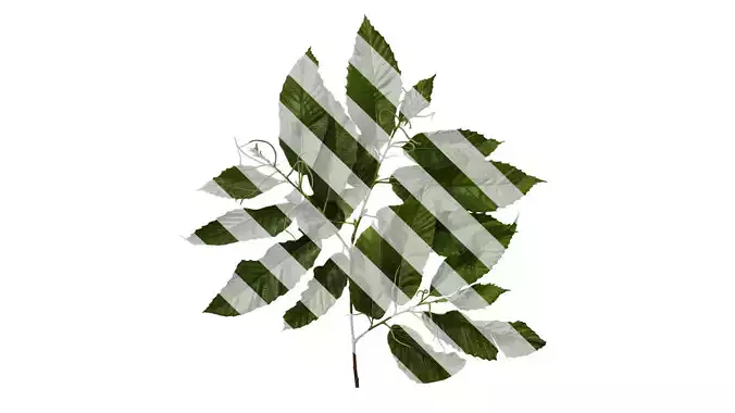 Anydrafts Castanea mollissima Atlas 06