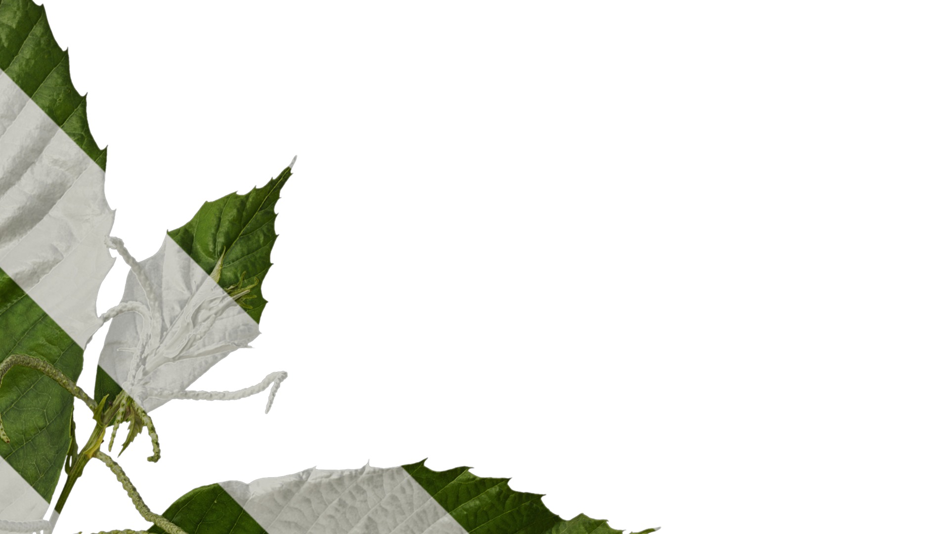 Anydrafts Castanea mollissima Atlas 06 Texture_2