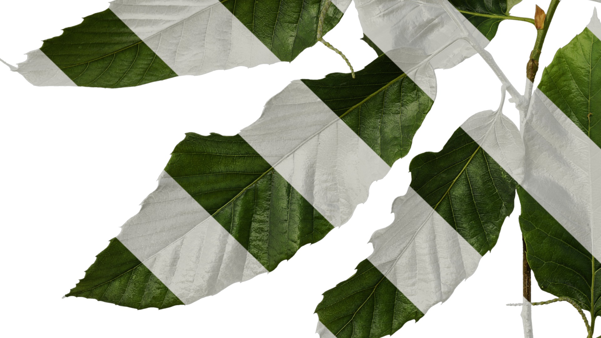 Anydrafts Castanea mollissima Atlas 06 Texture_5