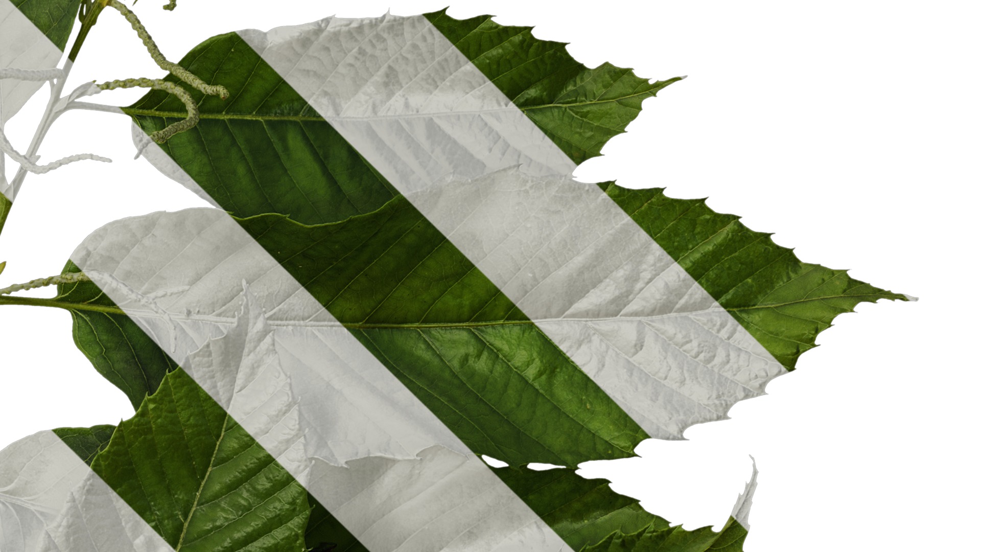 Anydrafts Castanea mollissima Atlas 06 Texture_4